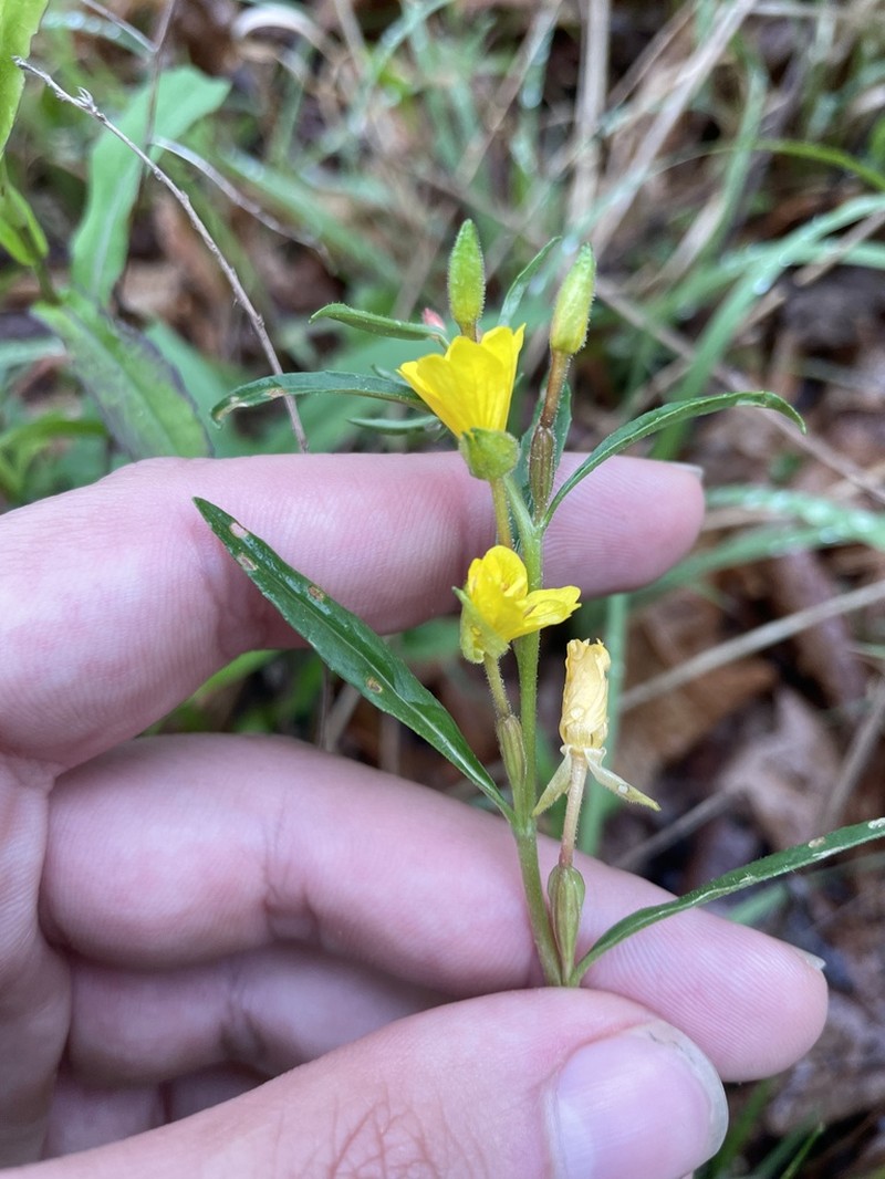 Little Evening Primrose photo 6