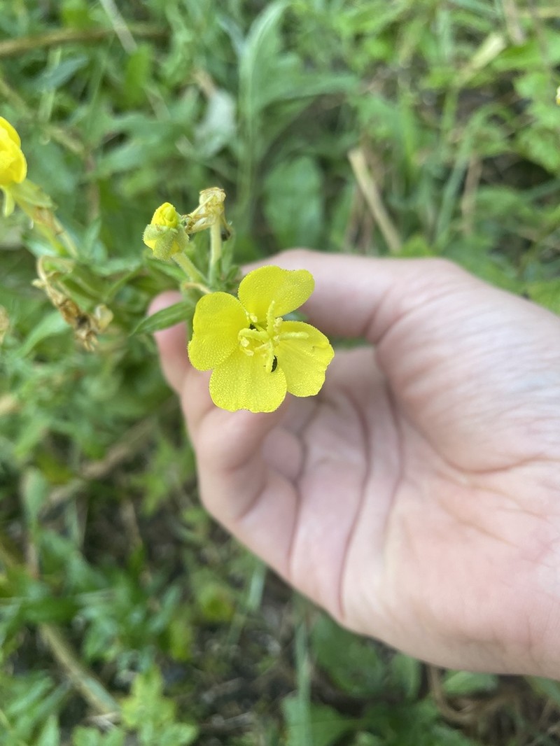 Little Evening Primrose photo 7