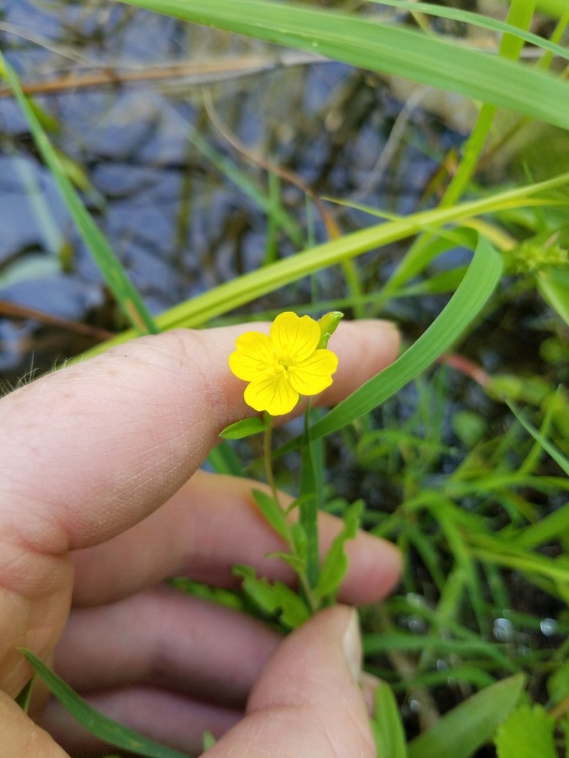 Little Evening Primrose photo 8