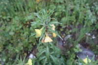 Oenothera peruana