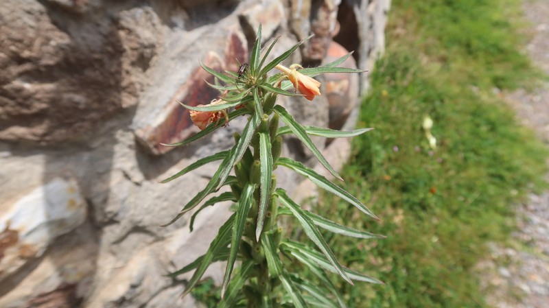 Oenothera peruana photo 3