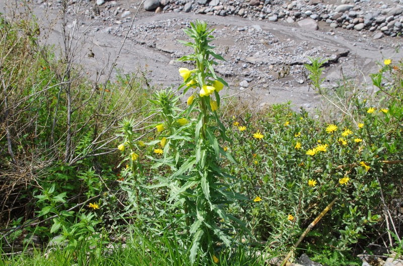Oenothera peruana photo 4