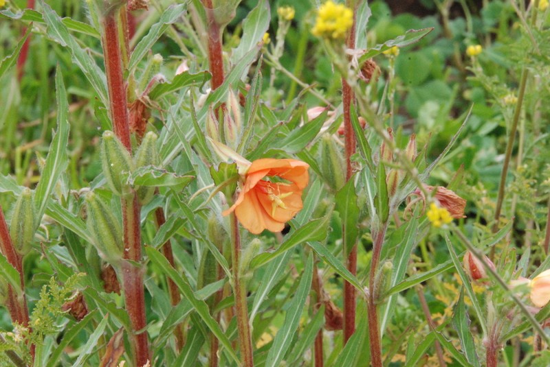 Oenothera peruana photo 6