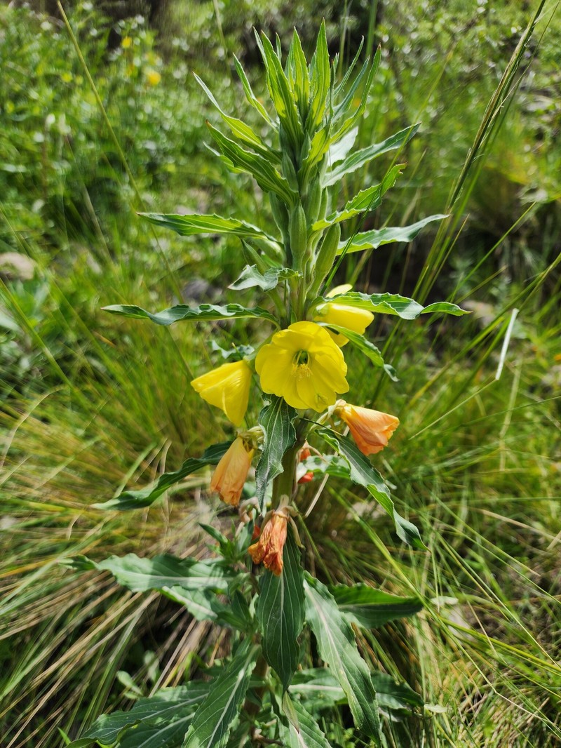 Oenothera peruana photo 7