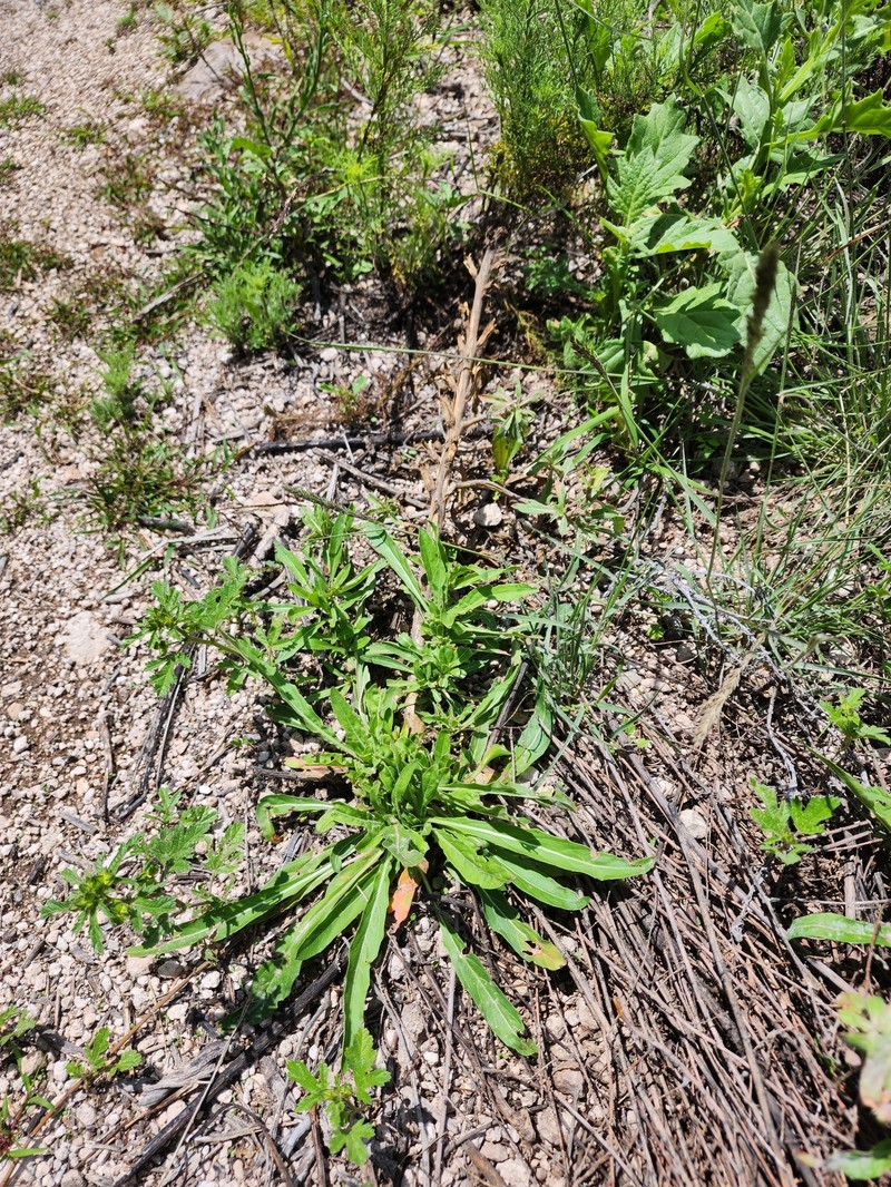 Oenothera peruana photo 8