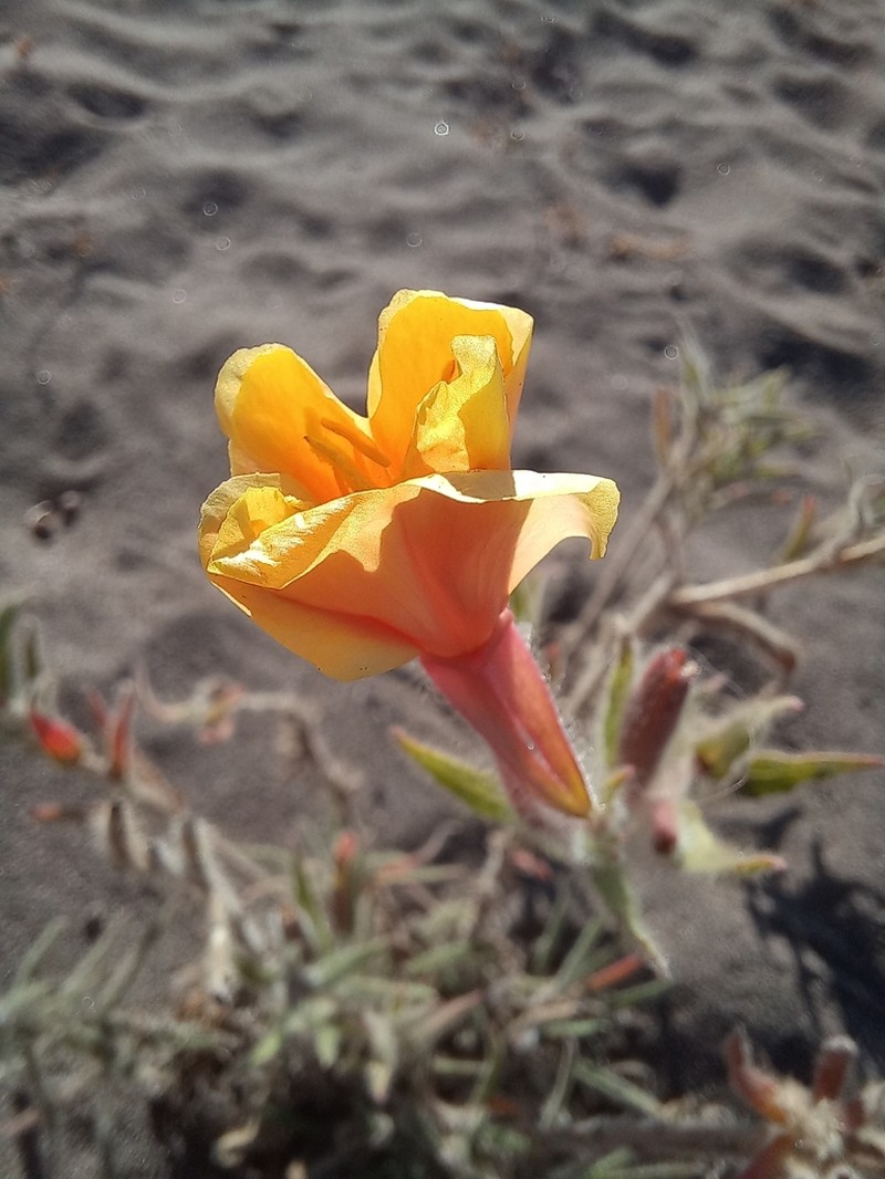 Oenothera picensis