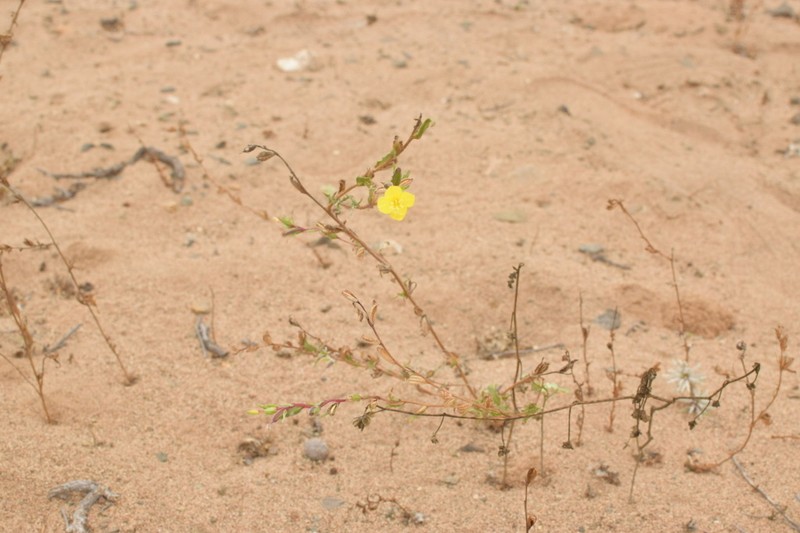 Oenothera picensis photo 2