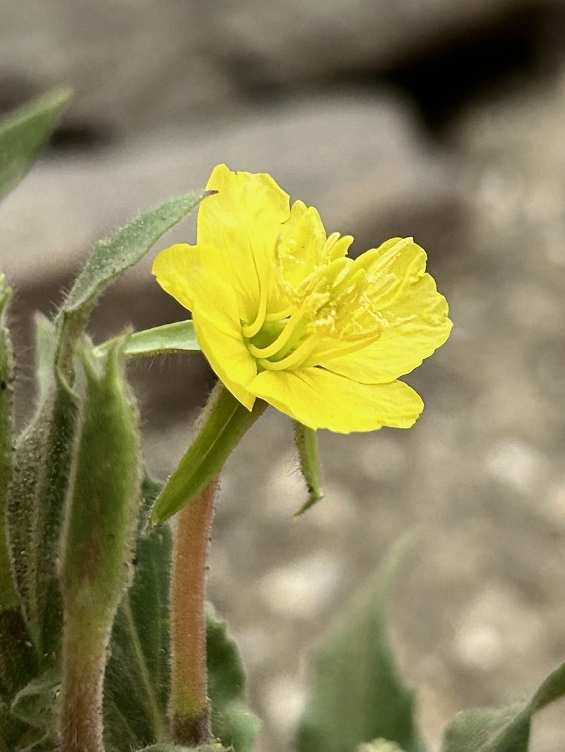 Oenothera picensis photo 3