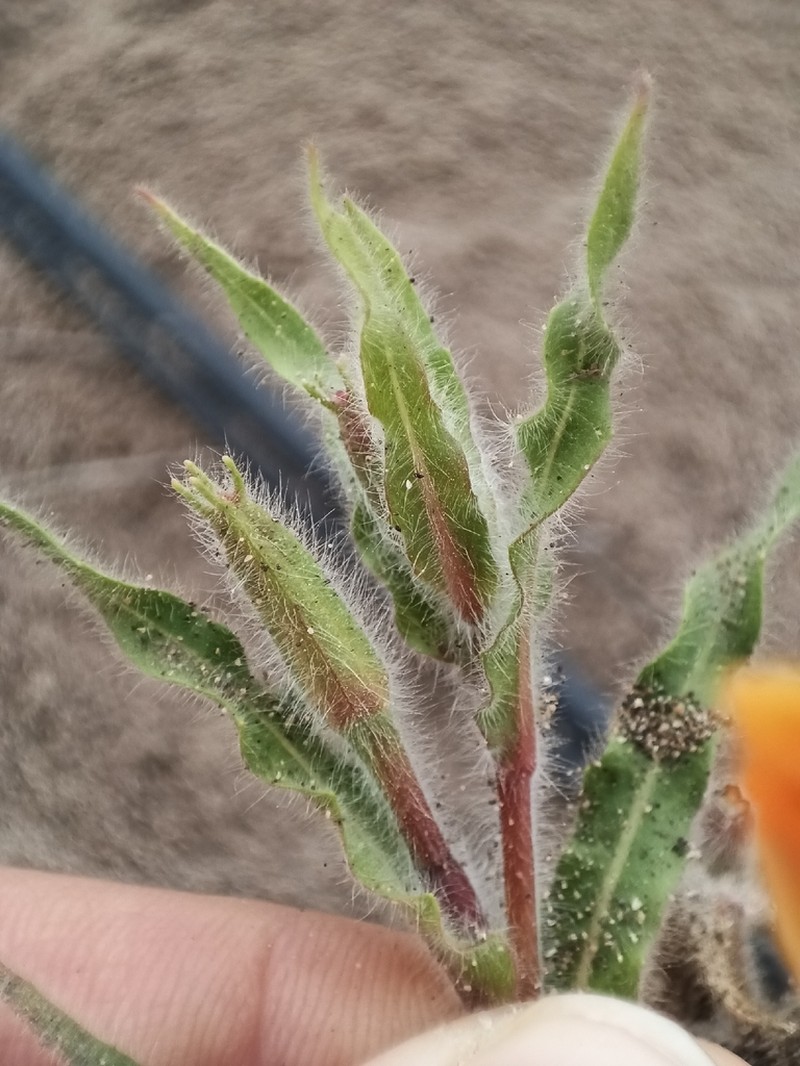 Oenothera picensis photo 4
