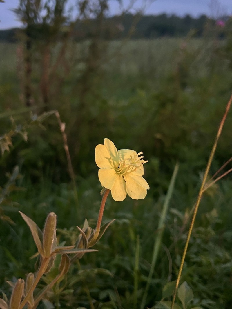 Oenothera picensis photo 5