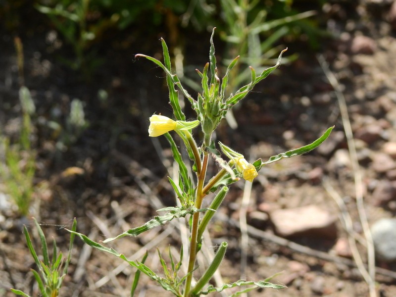 Oenothera picensis photo 6