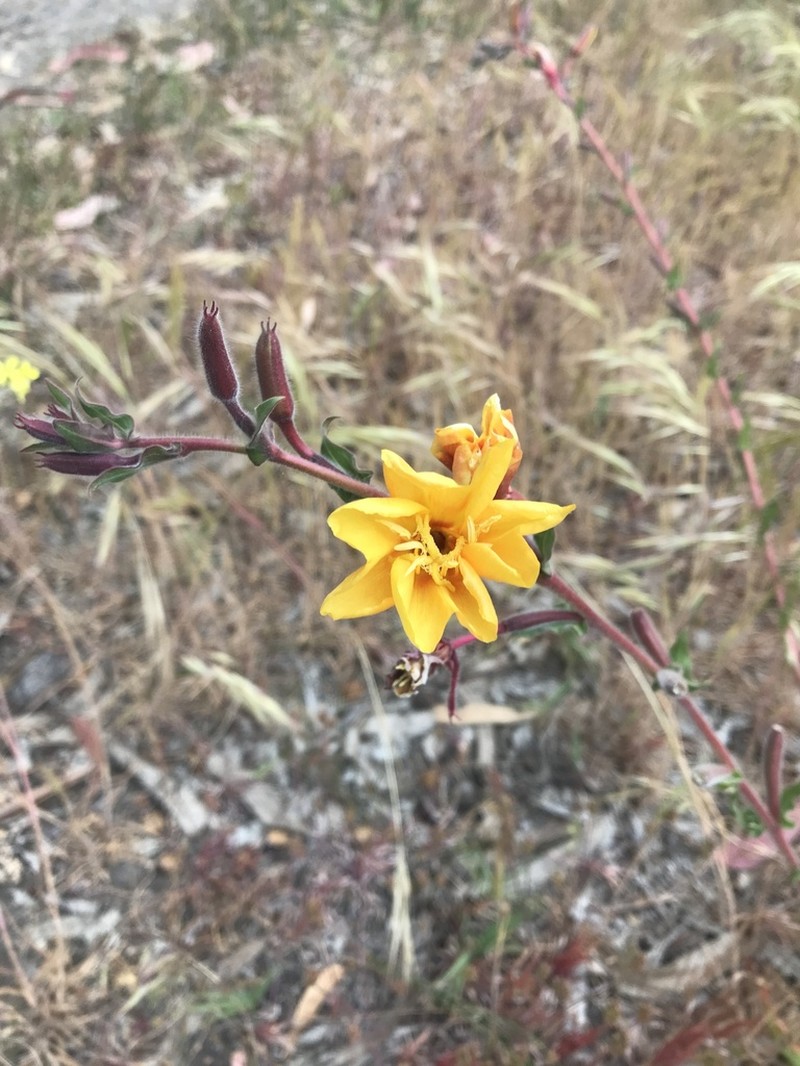 Oenothera picensis photo 7