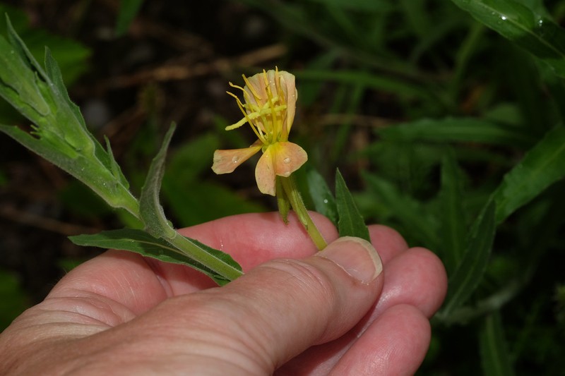 Oenothera picensis photo 8