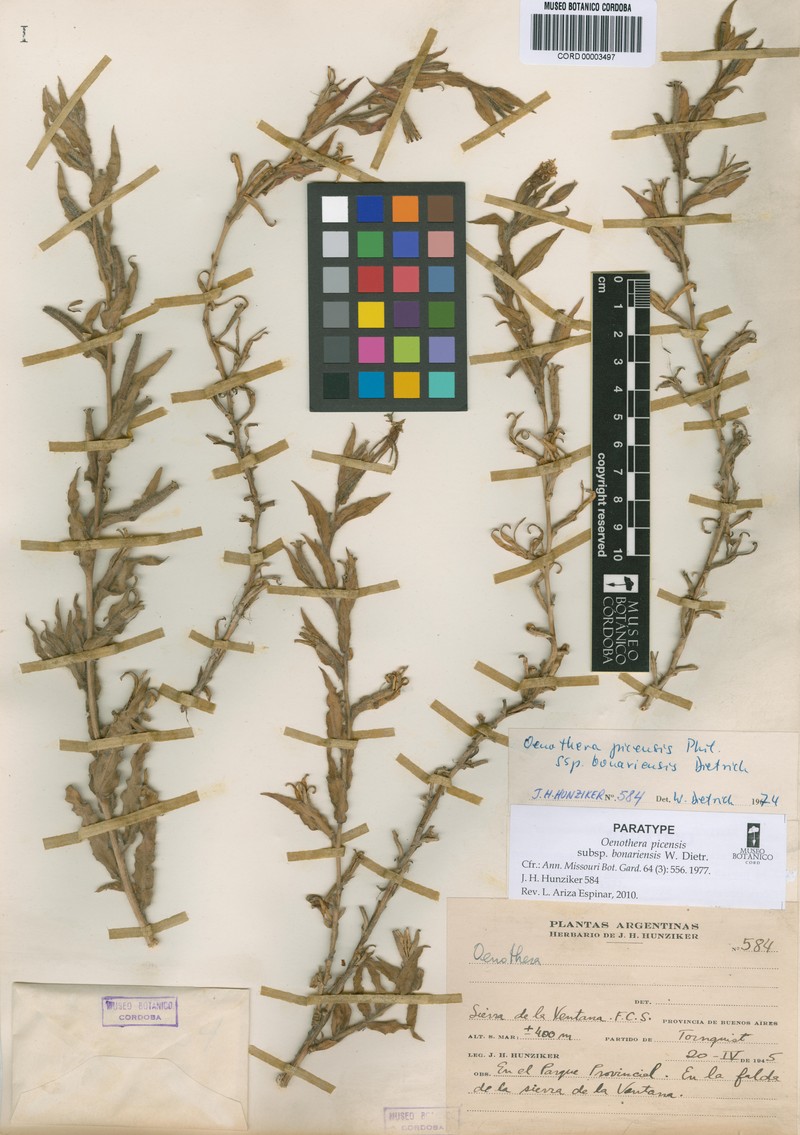 Oenothera picensis subsp. bonariensis