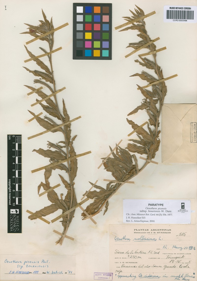 Oenothera picensis subsp. bonariensis photo 2