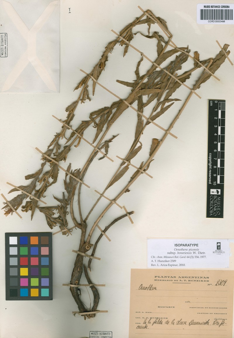 Oenothera picensis subsp. bonariensis photo 3
