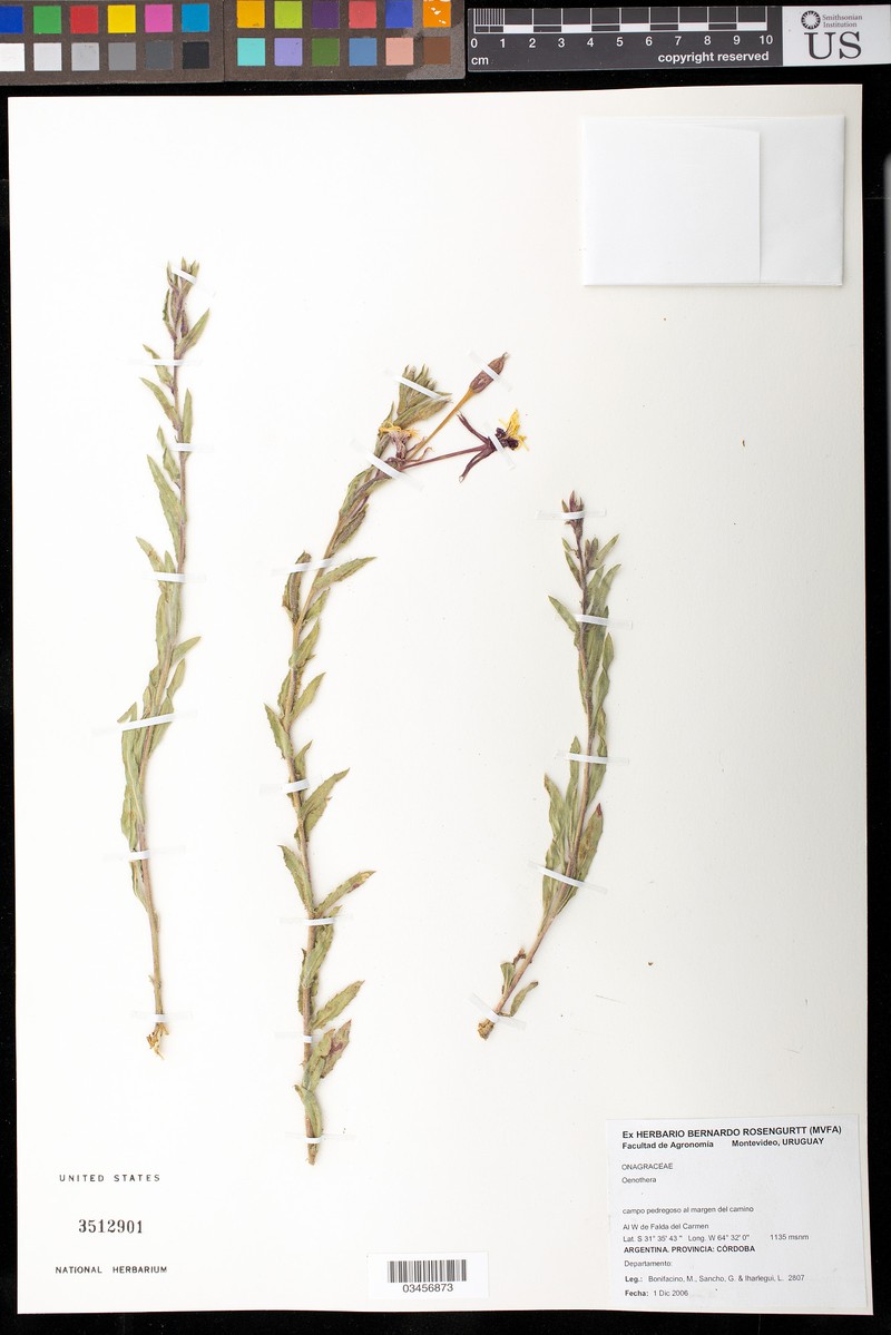 Oenothera picensis subsp. cordobensis