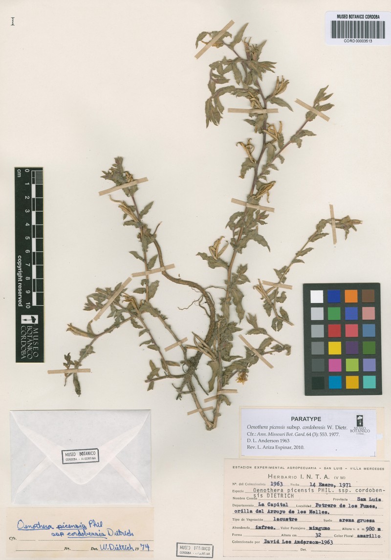 Oenothera picensis subsp. cordobensis photo 2