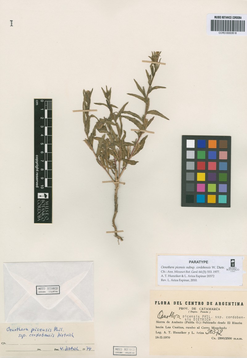 Oenothera picensis subsp. cordobensis photo 3