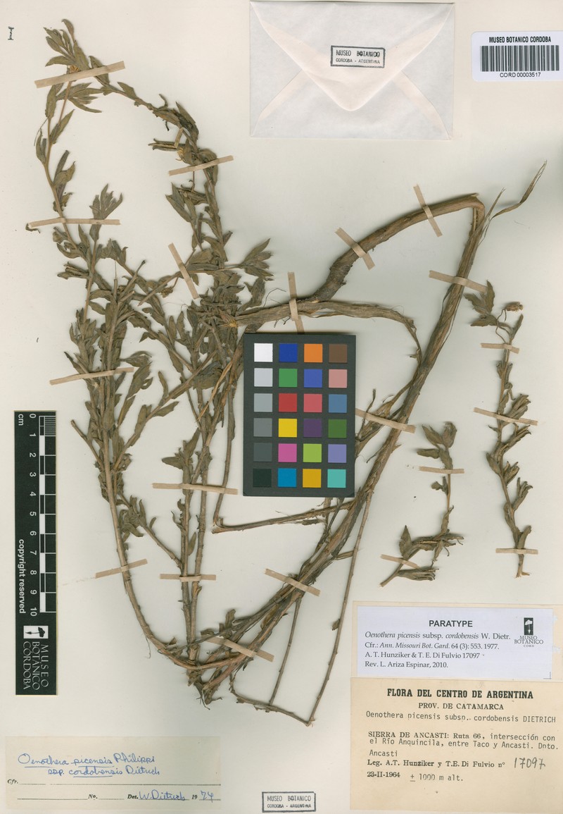 Oenothera picensis subsp. cordobensis photo 4