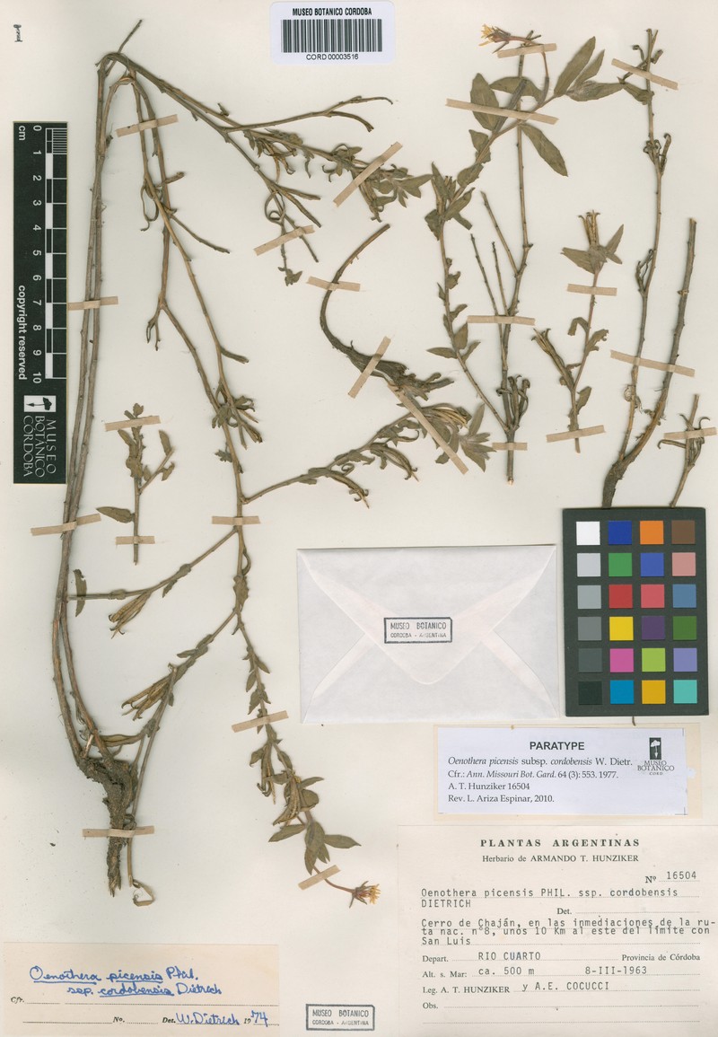 Oenothera picensis subsp. cordobensis photo 5