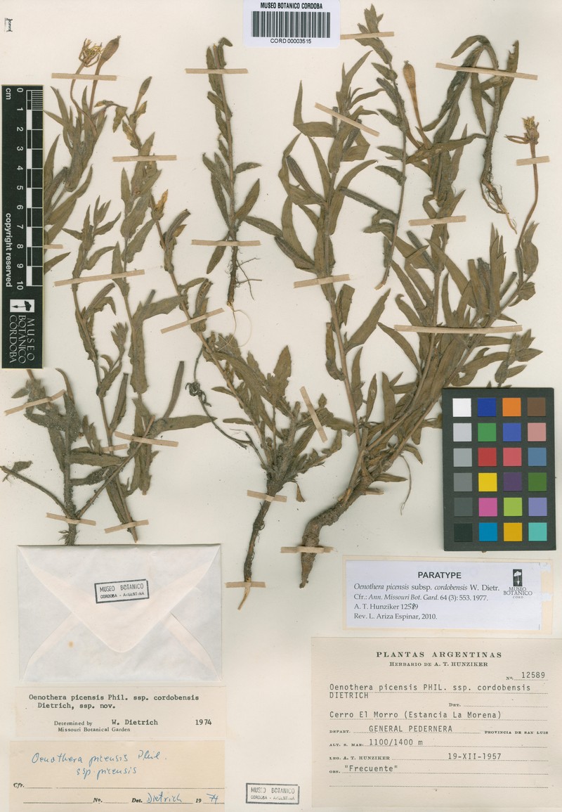 Oenothera picensis subsp. cordobensis photo 6