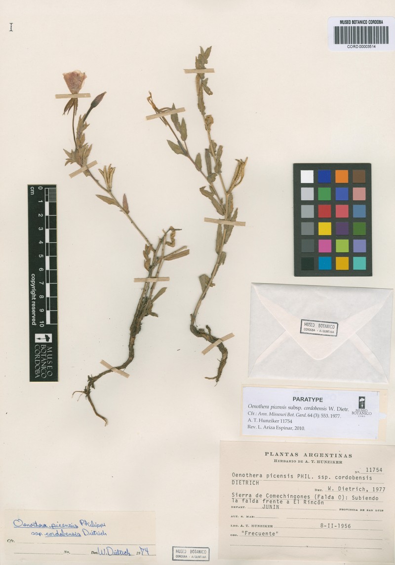 Oenothera picensis subsp. cordobensis photo 7