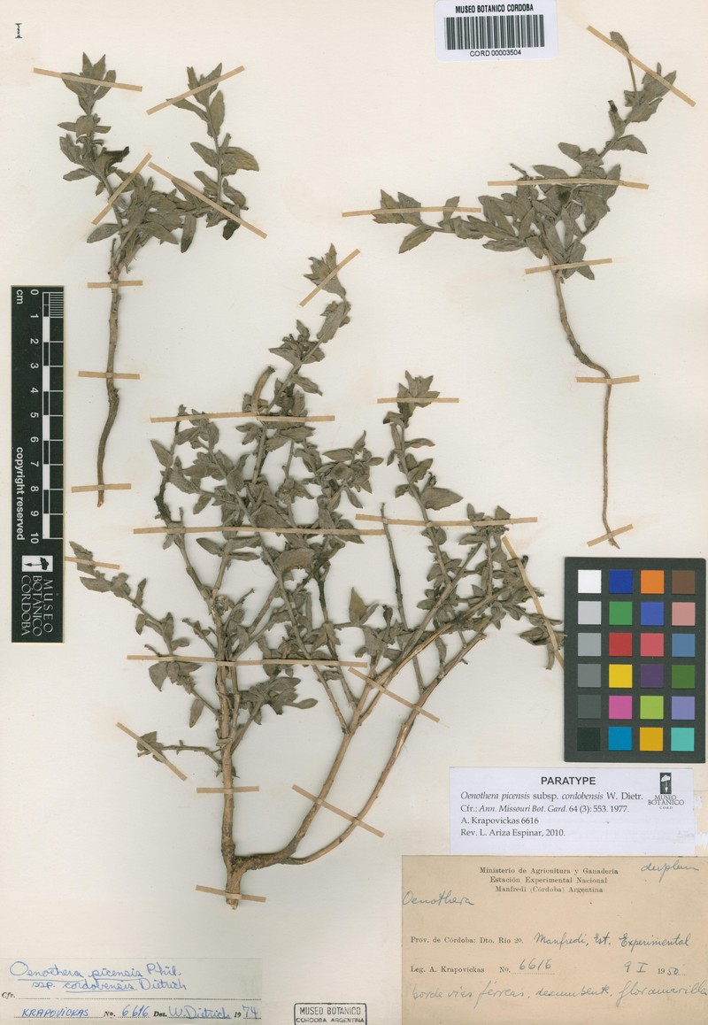 Oenothera picensis subsp. cordobensis photo 8