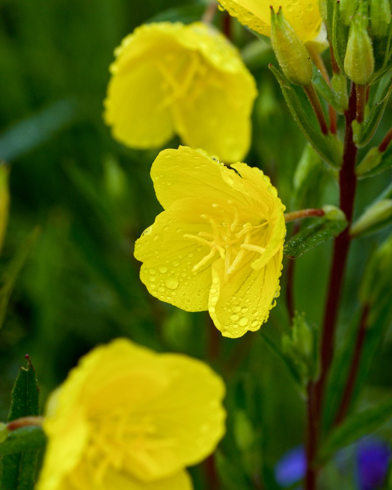 Meadow Evening Primrose