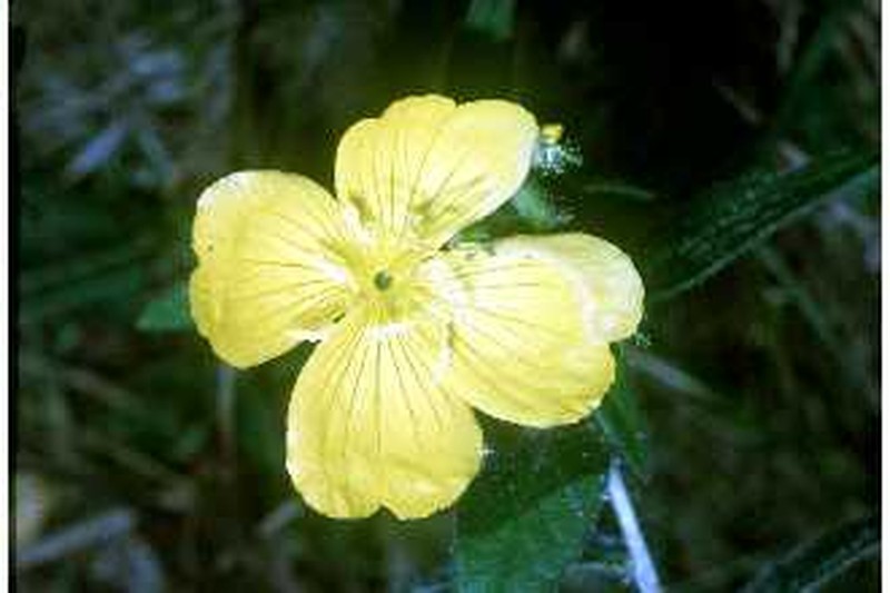 Meadow Evening Primrose