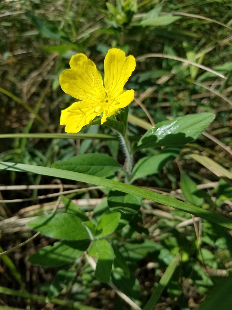 Meadow Evening Primrose photo 3