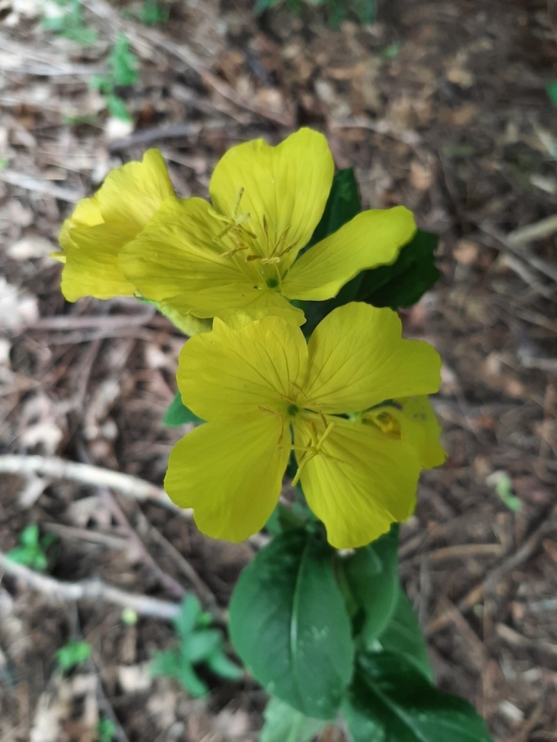 Meadow Evening Primrose photo 4
