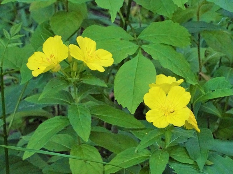 Meadow Evening Primrose photo 5