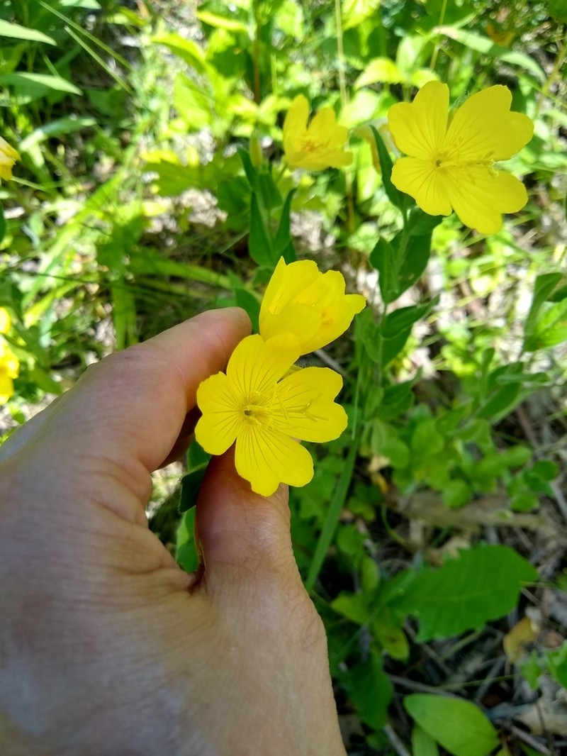 Meadow Evening Primrose photo 6