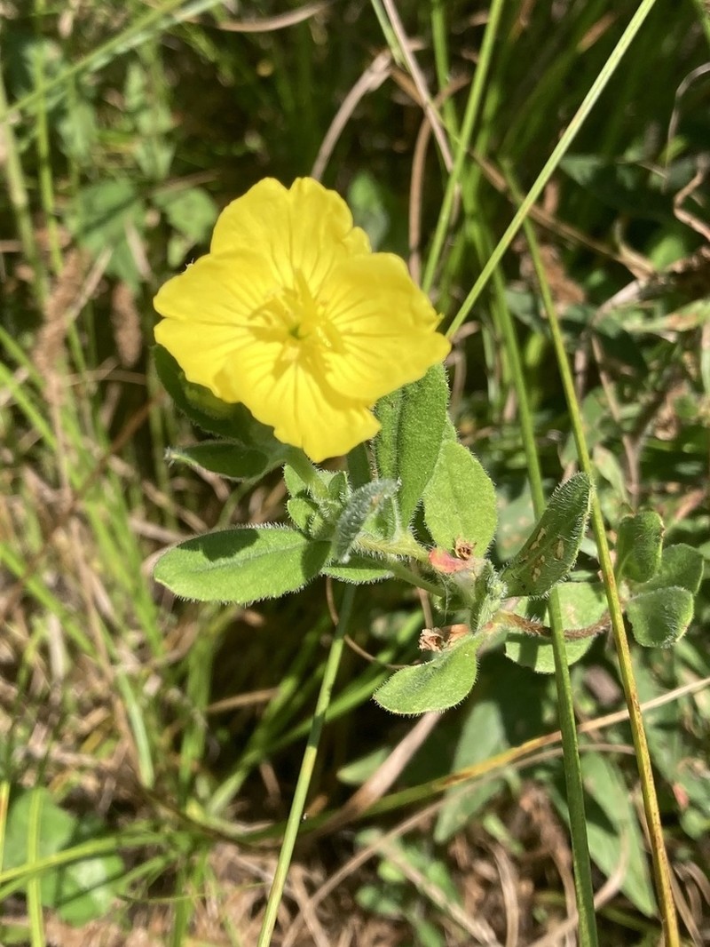 Meadow Evening Primrose photo 7