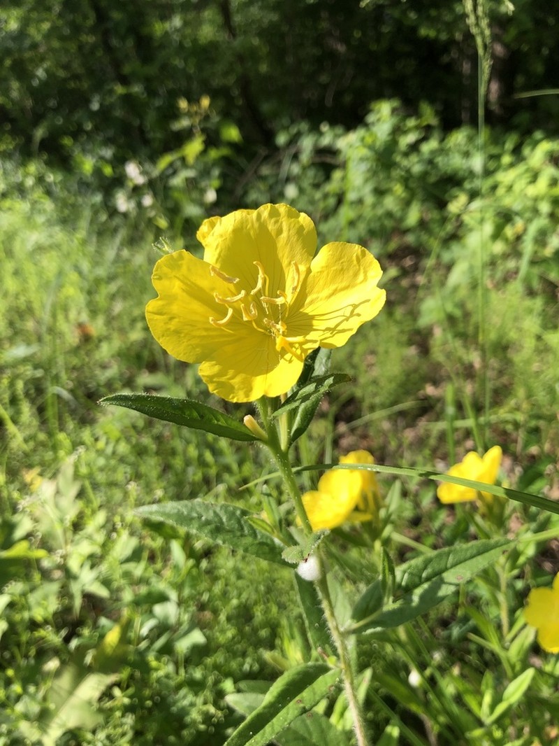 Meadow Evening Primrose photo 8