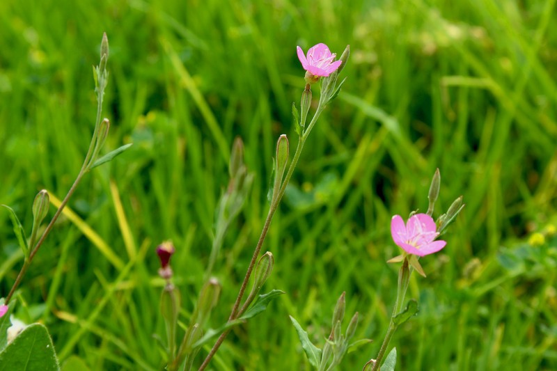 Fort Huachuca Evening Primrose