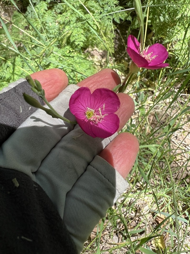Fort Huachuca Evening Primrose
