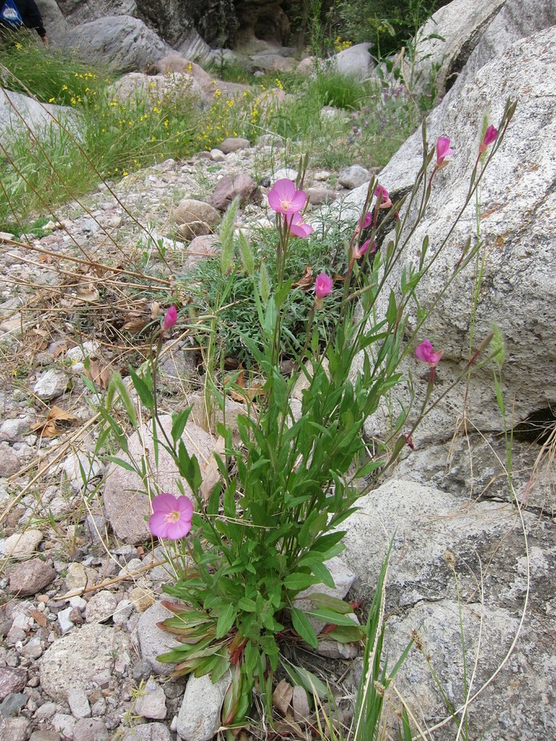 Fort Huachuca Evening Primrose photo 2