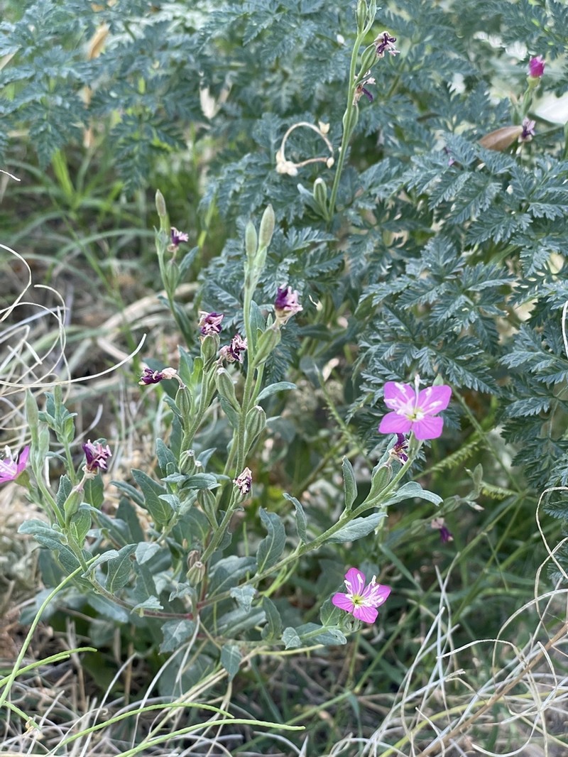Fort Huachuca Evening Primrose photo 3