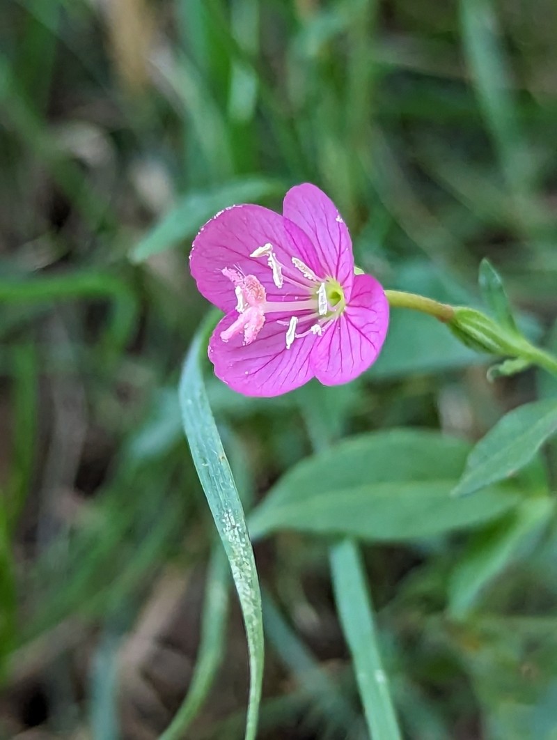 Fort Huachuca Evening Primrose photo 4