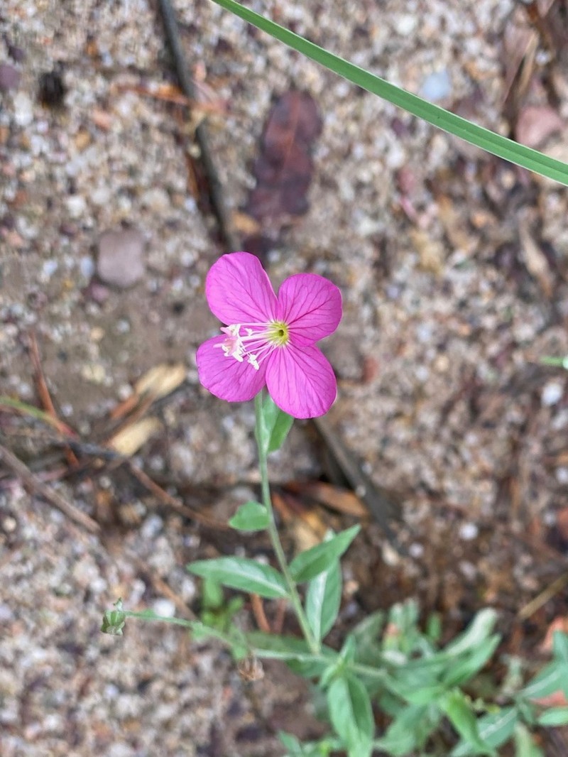 Fort Huachuca Evening Primrose photo 5