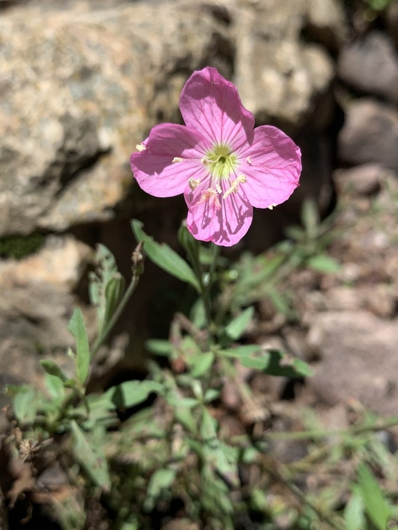 Fort Huachuca Evening Primrose photo 6