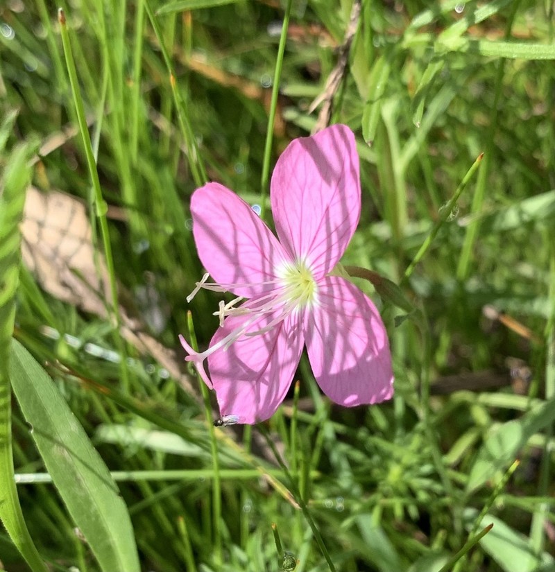 Fort Huachuca Evening Primrose photo 7