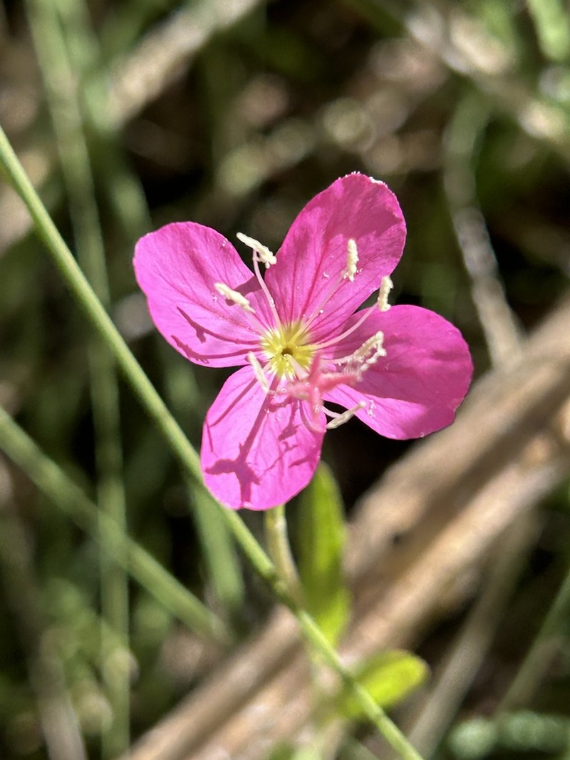 Fort Huachuca Evening Primrose photo 8