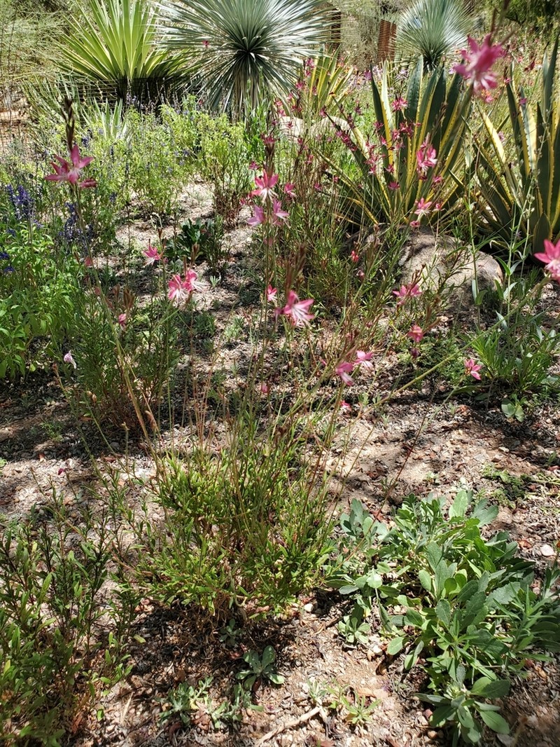 Oenothera podocarpa photo 2