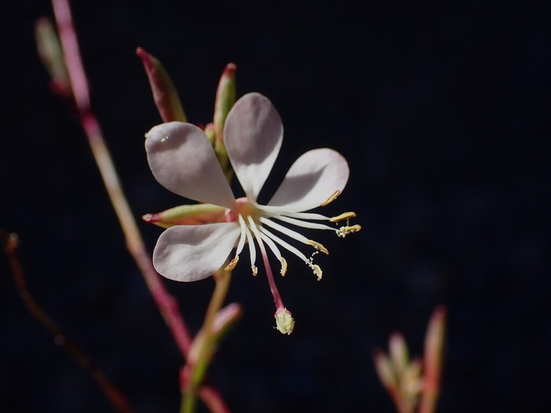 Oenothera podocarpa photo 3