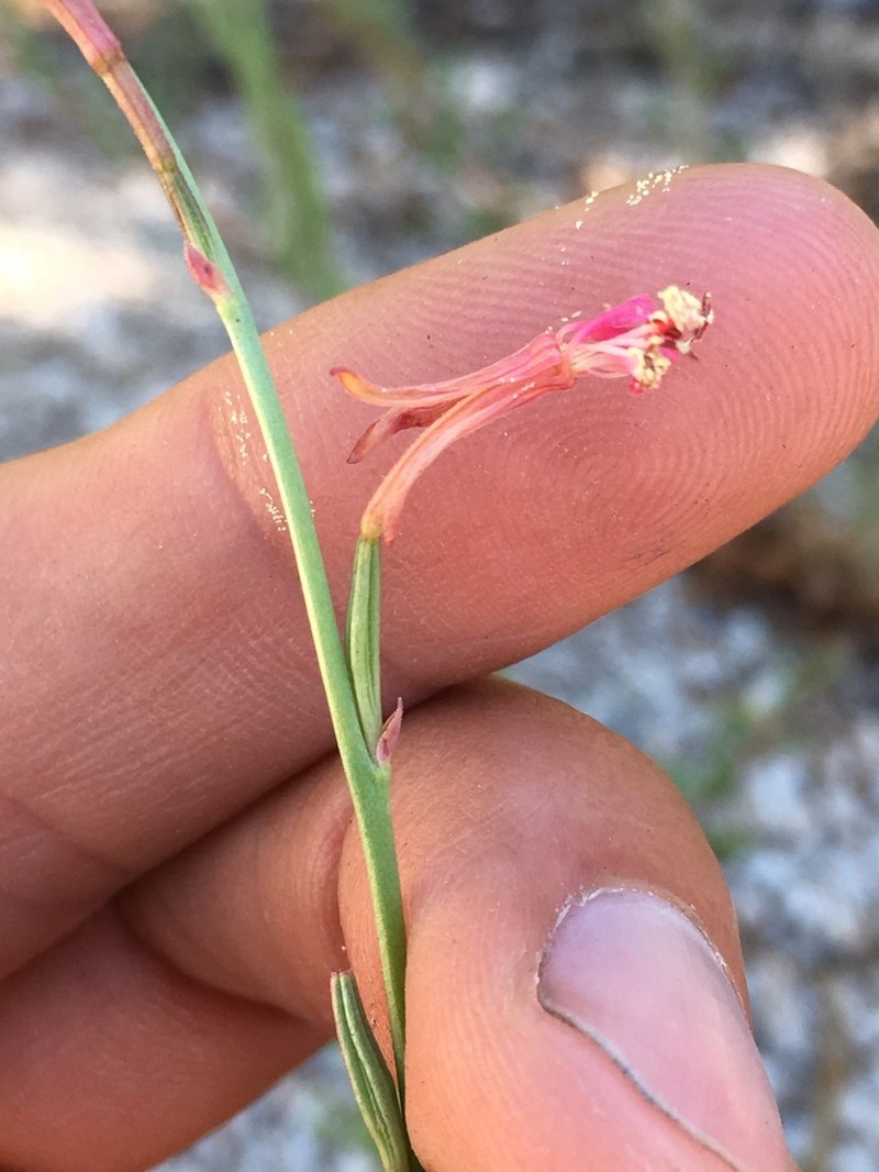 Oenothera podocarpa photo 4