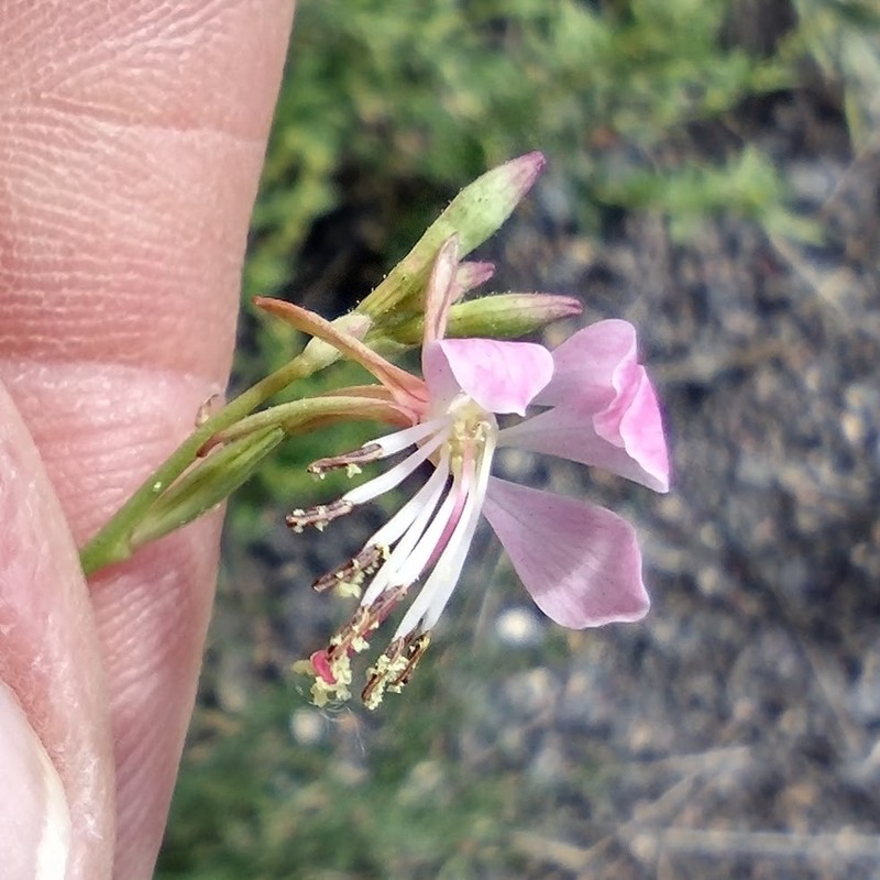 Oenothera podocarpa photo 5