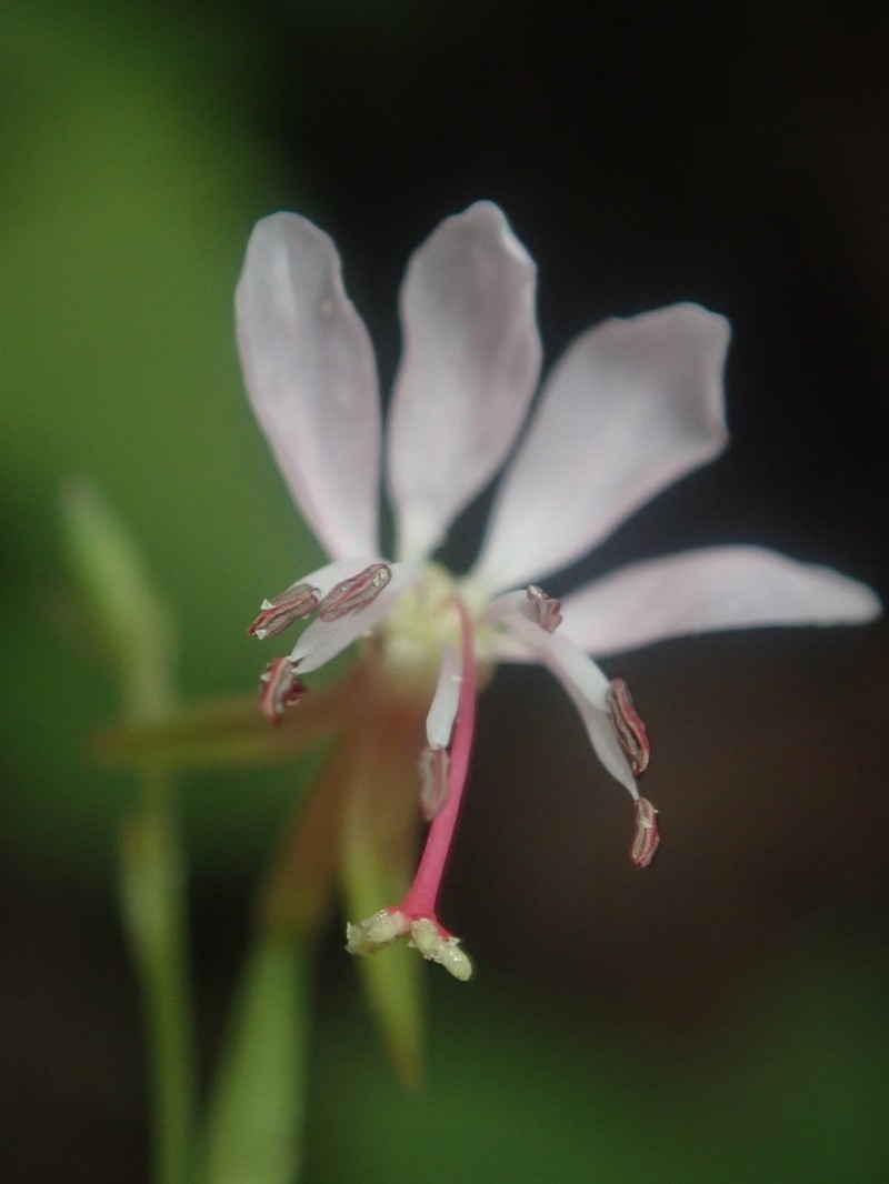 Oenothera podocarpa photo 6